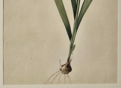 French Botanical Illustration 19th century