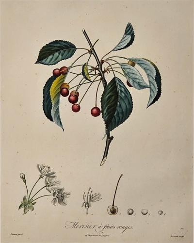 French Botanical Illustration 19th century