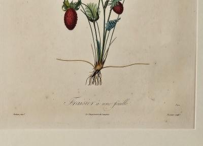 French Botanical Illustration 19th century