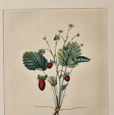 French Botanical Illustration 19th century