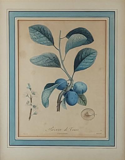 French Fruit Botanical 19th century