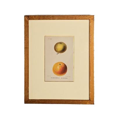 French Fruit Engraving 19th century