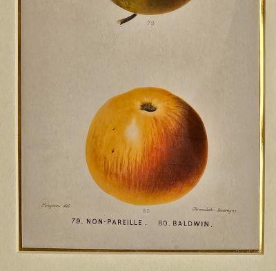 French Fruit Engraving 19th century