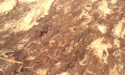 French Victorian Mahogany and Bronze End Table