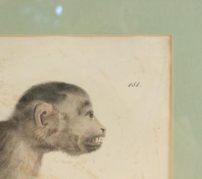 French Victorian Monkey Engraving Print