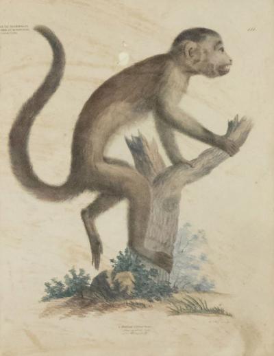 French Victorian Monkey Engraving Print