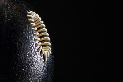 G rald Vatrin Hale Bopp