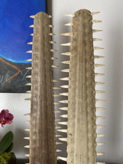 Gabriella Crespi Pair of Sawfish Rostrum Bills