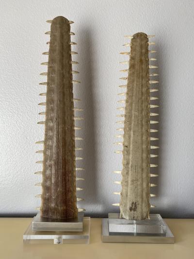Gabriella Crespi Pair of Sawfish Rostrum Bills
