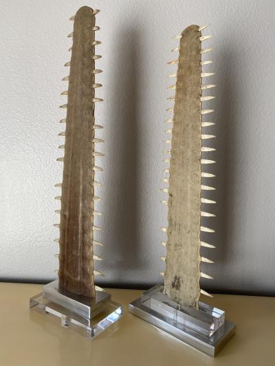 Gabriella Crespi Pair of Sawfish Rostrum Bills