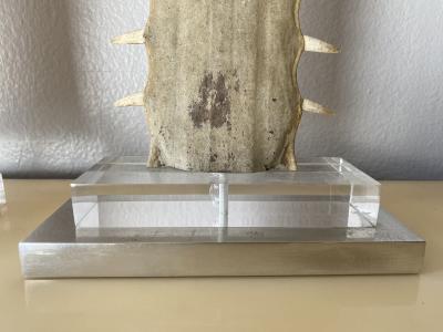 Gabriella Crespi Pair of Sawfish Rostrum Bills