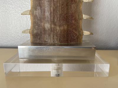 Gabriella Crespi Pair of Sawfish Rostrum Bills