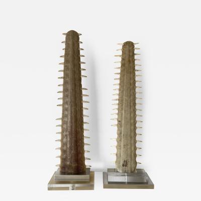 Gabriella Crespi Pair of Sawfish Rostrum Bills