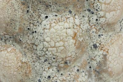 Gary DiPasquale Gary DiPasquale Contemporary Off White Textural Raised Lobed Cylindrical Vase