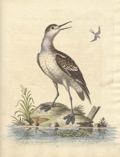 George Edwards The Coot footed Tringa published according to Act of Parliament