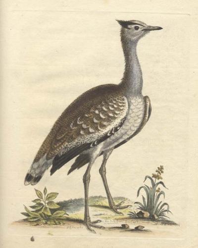 George Edwards The arabian bustard