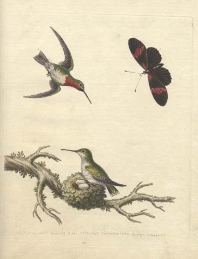 George Edwards The red throated humming bird