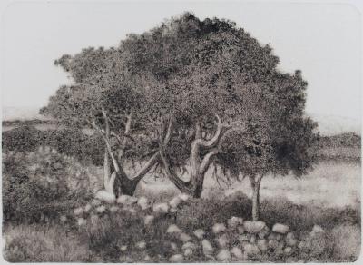 George Tzannes Tree 2005