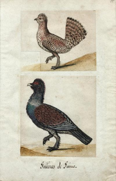 German School GERMAN SCHOOL 17TH CENTURY GALLINAS DE GUINEA TWO GUINEAFOWL 