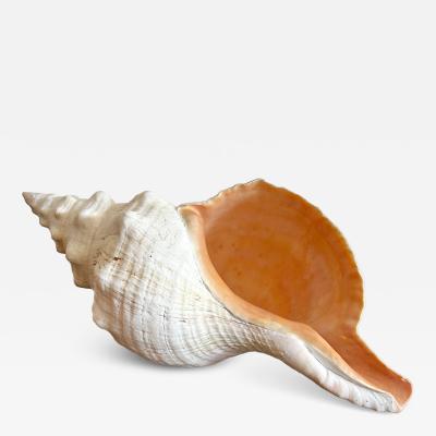 Giant Horse Conch Shell