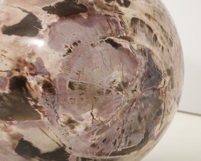 Giant Polished Petrified Wood Sphere 