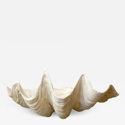 Giant South Pacific Clam Shell Tridacna Gigas