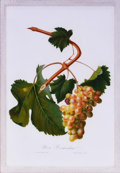 Giorgio Gallesio Set of Six Grapes