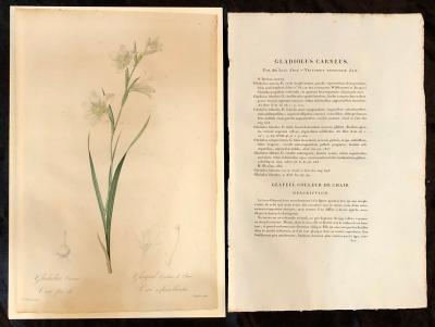 Gladiolus Carnelus Hand Painted Colored Engraving Signed P J Redoute