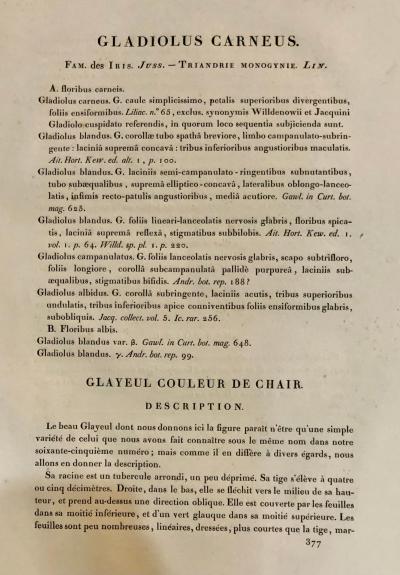 Gladiolus Carnelus Hand Painted Colored Engraving Signed P J Redoute