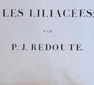 Gladiolus Carnelus Hand Painted Colored Engraving Signed P J Redoute