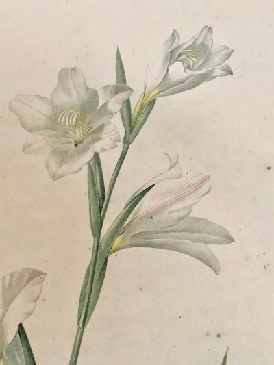 Gladiolus Carnelus Hand Painted Colored Engraving Signed P J Redoute