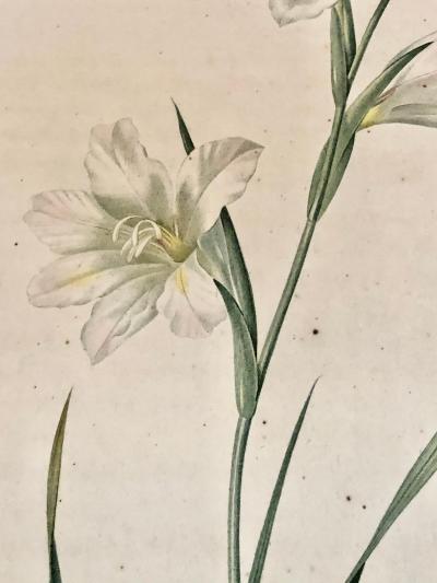 Gladiolus Carnelus Hand Painted Colored Engraving Signed P J Redoute