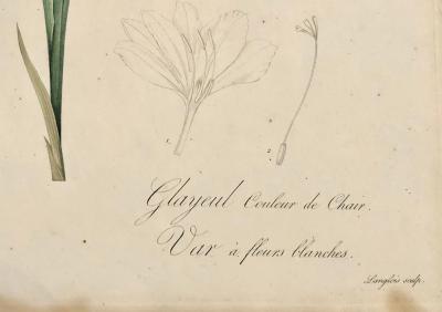 Gladiolus Carnelus Hand Painted Colored Engraving Signed P J Redoute