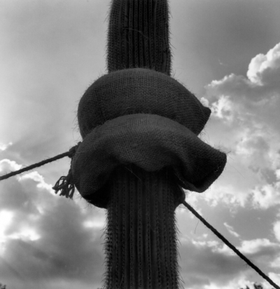 Graciela Iturbide Jardin Botanico Oaxaca 1996