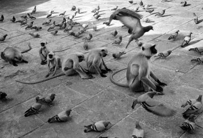 Graciela Iturbide Monos y Palomas Monkeys Pigeons Amber India