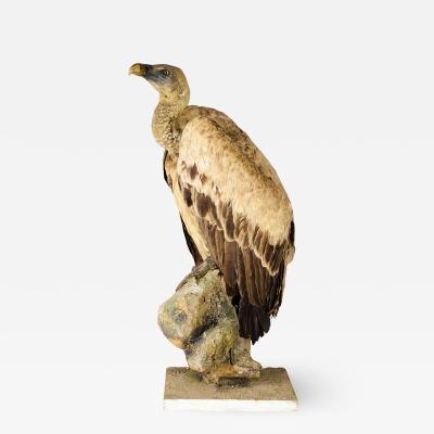 Griffon Vulture Gyps fulvus II A on Antique White Museum Stand