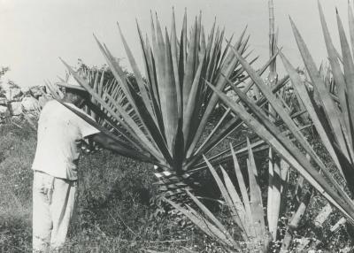 H ctor Garc a Untitled Mexico man and palm 