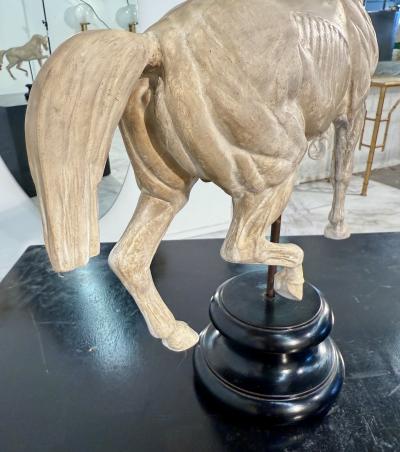 Hand Carved Anatomical Horse Model on Stand