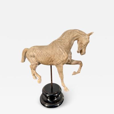 Hand Carved Anatomical Horse Model on Stand