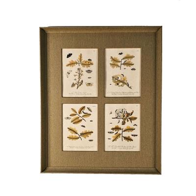 Hand Colored Engravings of Butterflies and Caterpillars early 18th century
