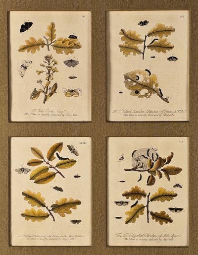 Hand Colored Engravings of Butterflies and Caterpillars early 18th century