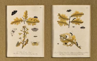 Hand Colored Engravings of Butterflies and Caterpillars early 18th century