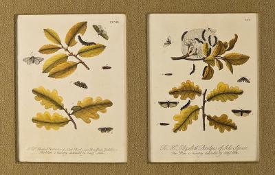 Hand Colored Engravings of Butterflies and Caterpillars early 18th century