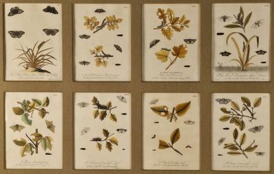 Hand Colored Engravings of Butterflies and Caterpillars early 18th century