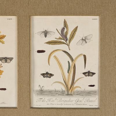 Hand Colored Engravings of Butterflies and Caterpillars early 18th century