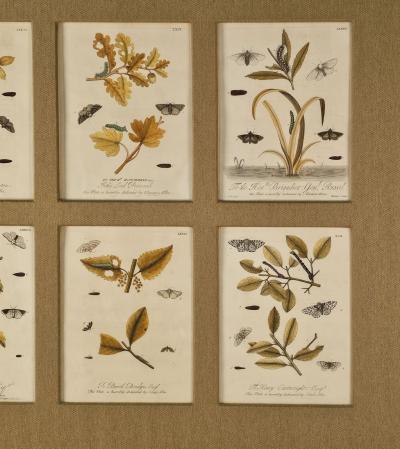 Hand Colored Engravings of Butterflies and Caterpillars early 18th century