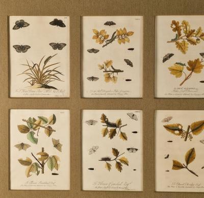 Hand Colored Engravings of Butterflies and Caterpillars early 18th century