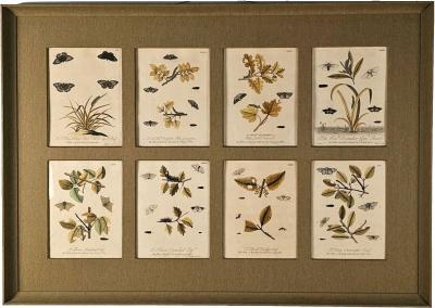 Hand Colored Engravings of Butterflies and Caterpillars early 18th century