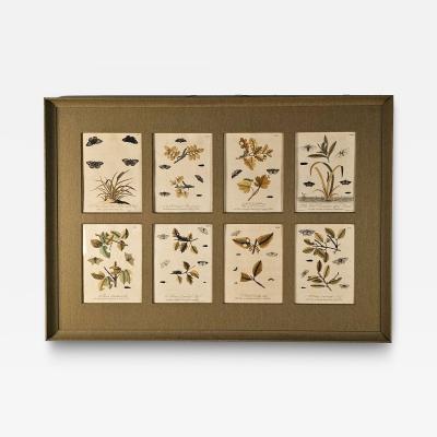 Hand Colored Engravings of Butterflies and Caterpillars early 18th century