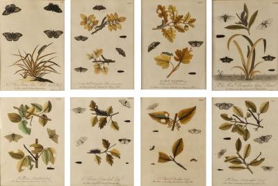 Hand Colored Engravings of Butterflies and Caterpillars early 18th century